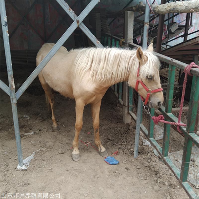 骑乘马活的价格每匹骑乘马活的养殖场