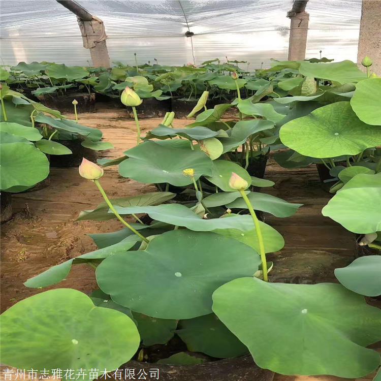 耐寒荷花苗 志雅花卉 荷花苗价格 大型水生批发基地 现货