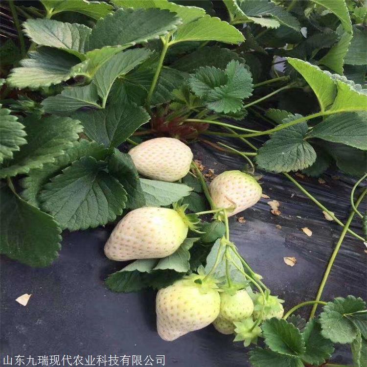 京桃香草莓苗价格天仙醉草莓苗价格及报价脱毒草莓苗供应商基地