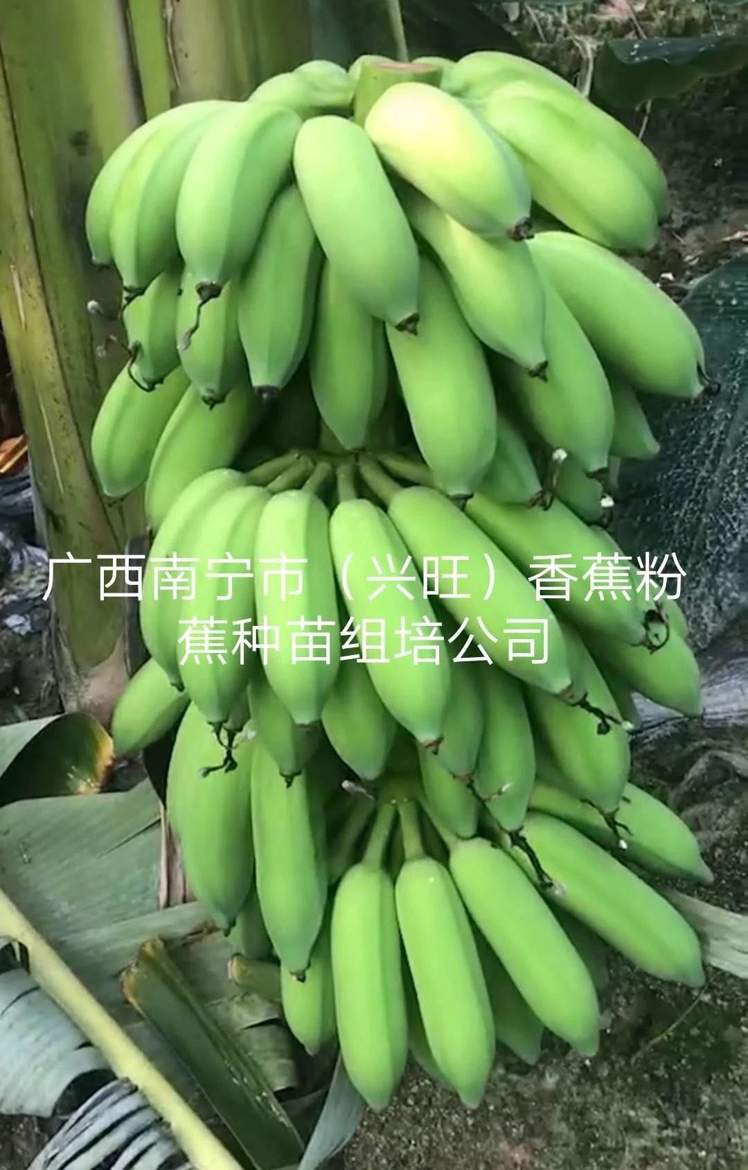 香蕉组培苗厂家批发价,广西南宁兴旺香蕉粉蕉种苗厂,兴旺香蕉苗