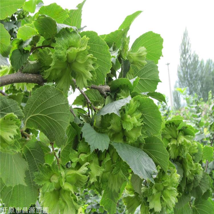 榛子种植基地昌源苗圃榛子苗价钱榛子树种