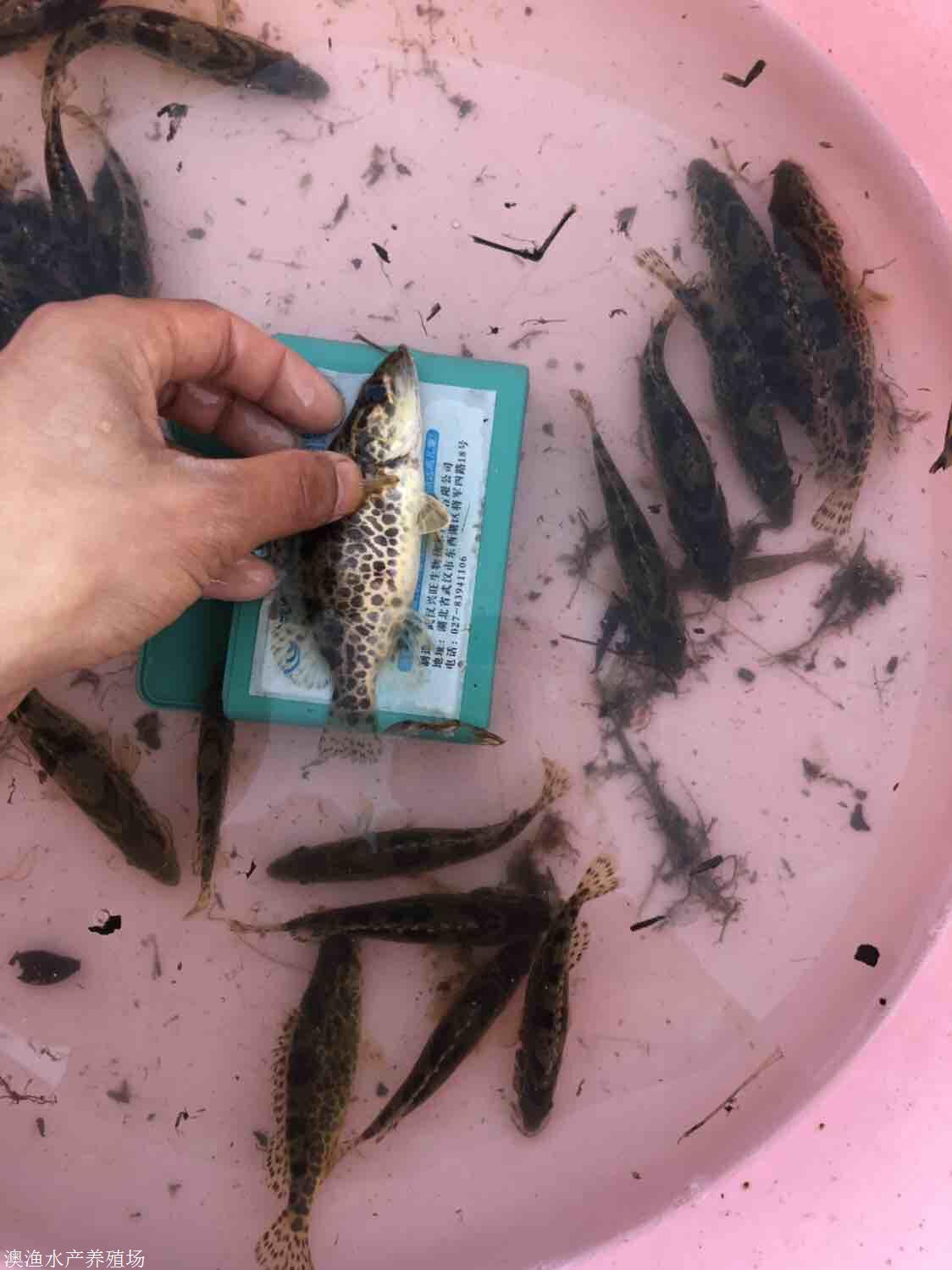 广东清远厂家直销斑鳜鱼苗桂花鱼苗批发成活率高