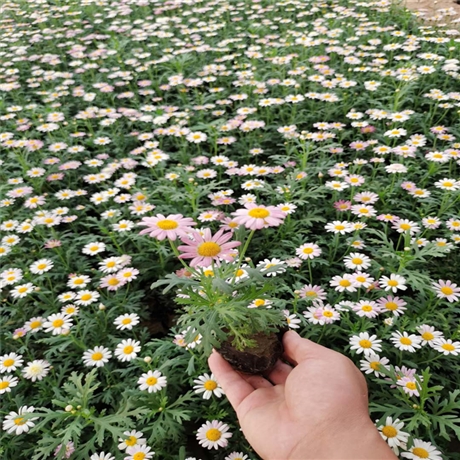 木茼蒿种植基地岩骁花卉法国进口种子厂家直销木春菊基地现货