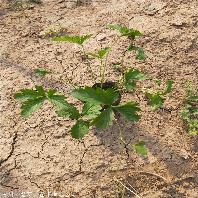 三叶委陵菜价格 中弘花卉 鹅绒委陵菜图片 多年生草本