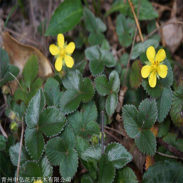 委陵菜苗 中弘花卉 等齿委陵菜 匍匐茎发达 现货