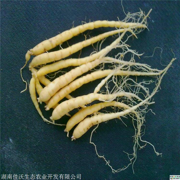 太子参种苗销售 重庆太子参苗 药材种苗供应 佳沃