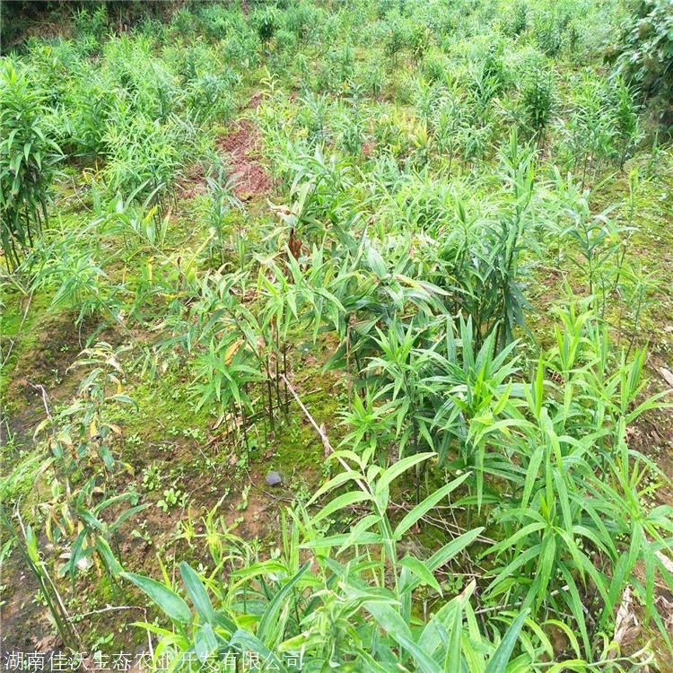 玉竹苗产地 青海玉竹种苗佳沃 优惠出售