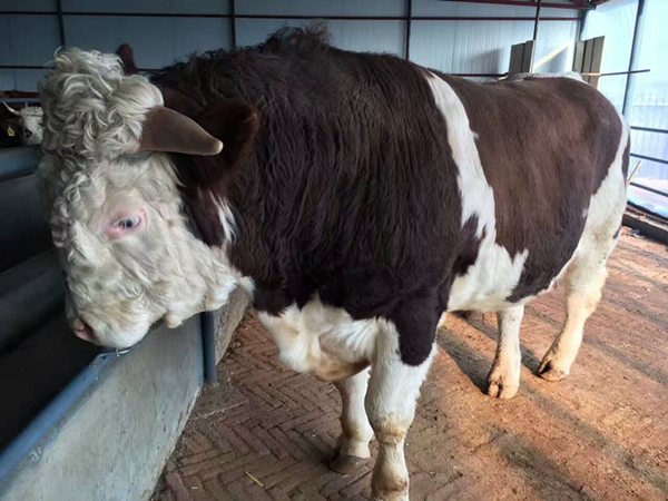 阳光肉牛专业养殖合作社大量出售西门塔尔牛小公牛犊子 繁殖基础母牛