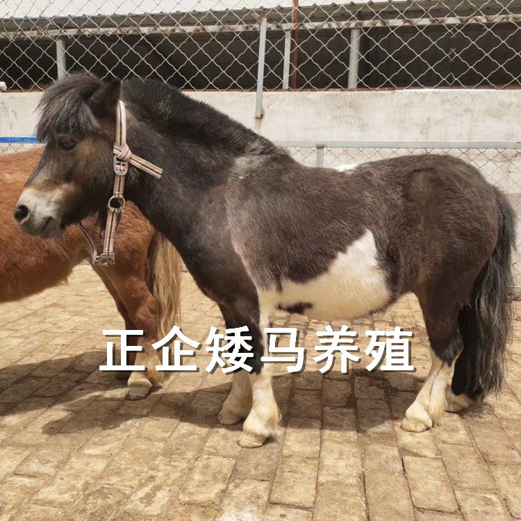 出售矮马品种 进口矮马市场价格矮马养殖基地