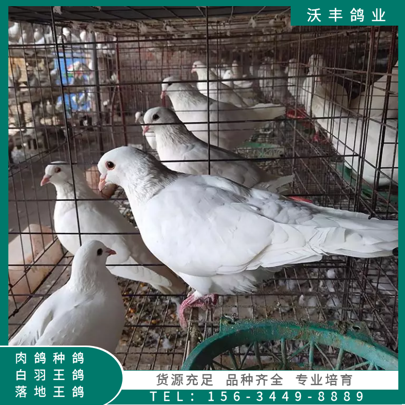 大体白羽王种鸽繁育基地 肉鸽养殖场成年种鸽报价