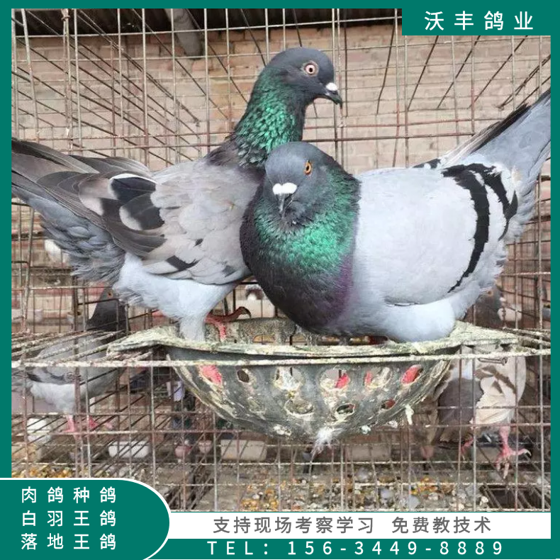 优质白羽王鸽批发肉鸽养殖场厂家直销