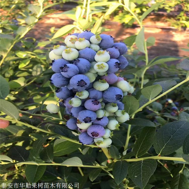 需冷量低的追雪蓝莓顺丰包邮