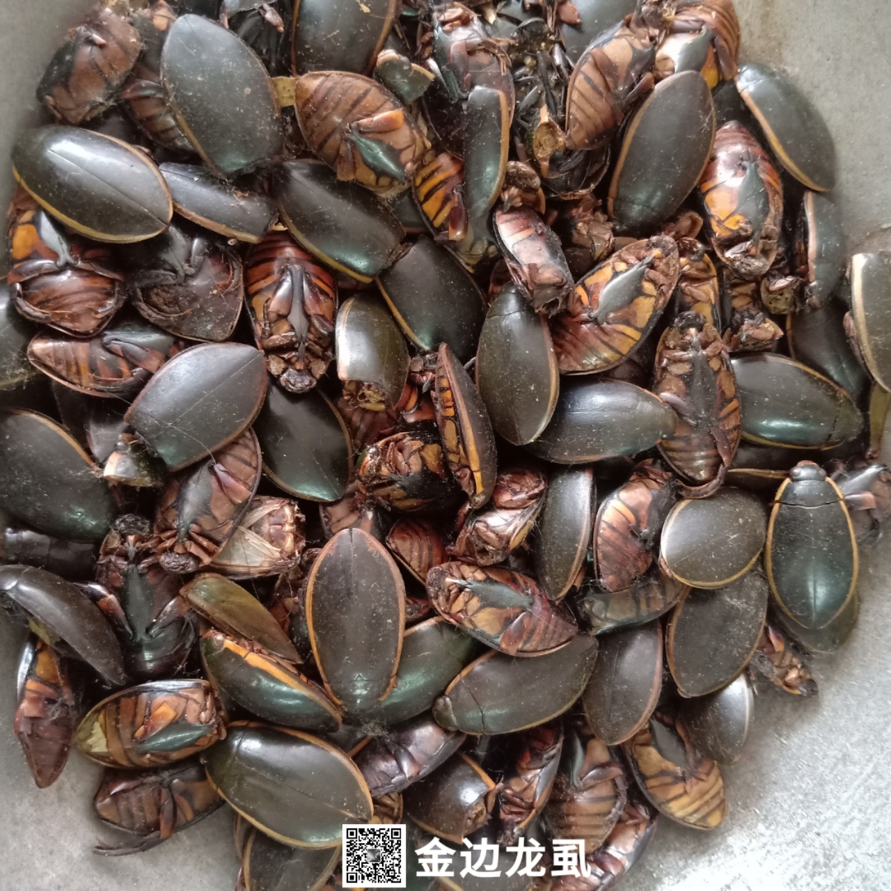 中药材金边龙虱金边龙虱的价格