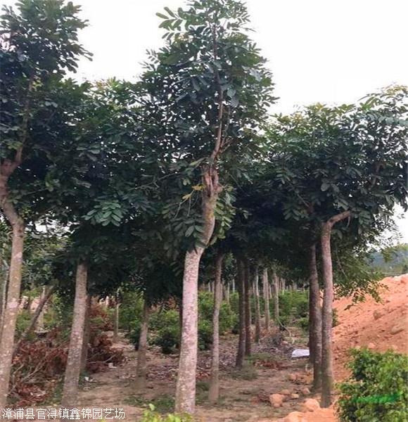 桃花心木树供应  桃花心木树价格 价格优