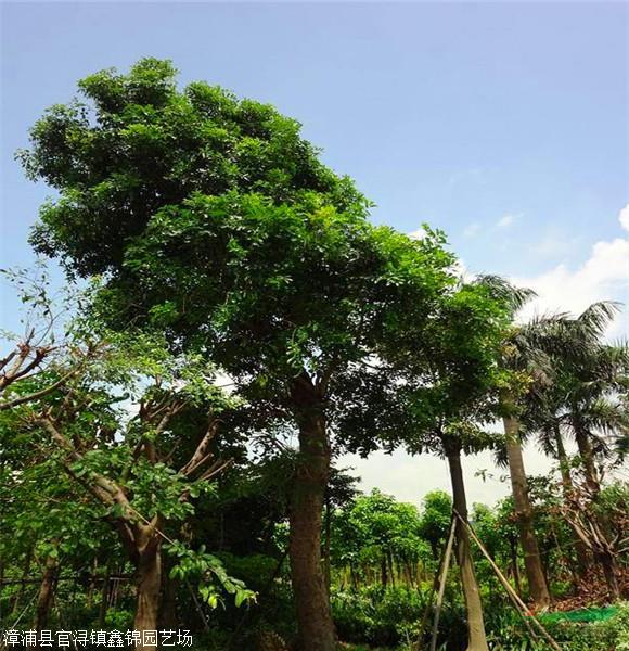 15公分桃花心木树现货供应 桃花心木种植基地 欢迎来场地