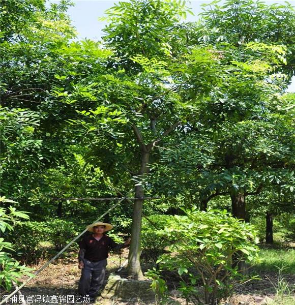 桃花心木树供应 桃花心木种植基地 自产自销现货出售