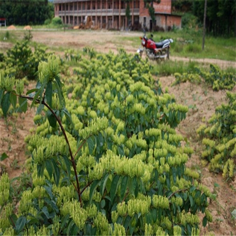 金银花种苗供应主产区佳沃农业湘蕾金银花苗售后服务质量好
