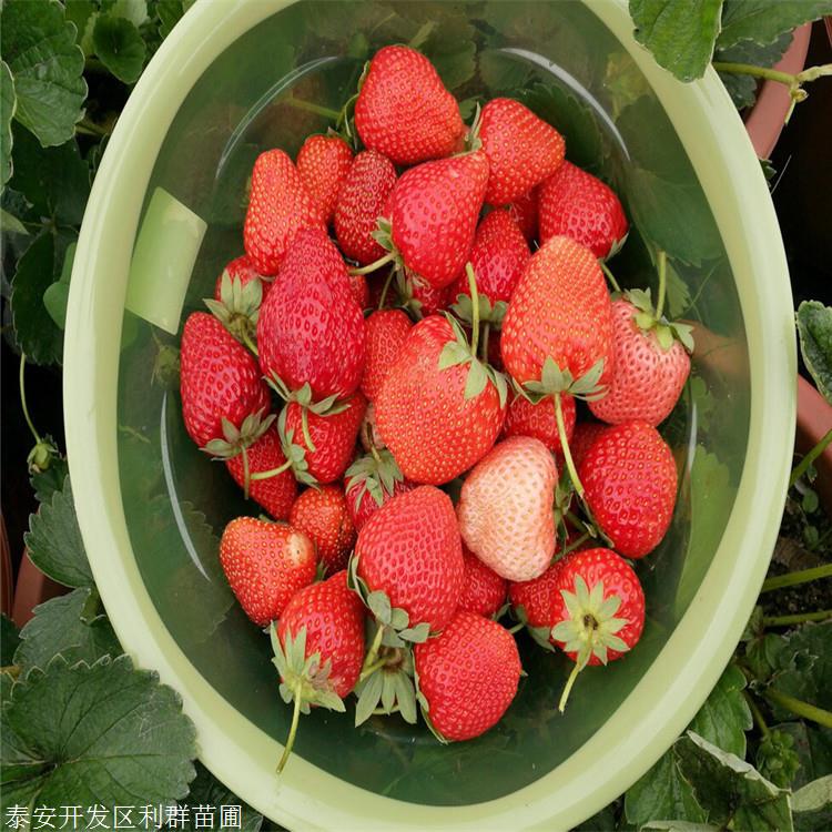 出售宁丰草莓苗宁丰草莓苗价格及基地