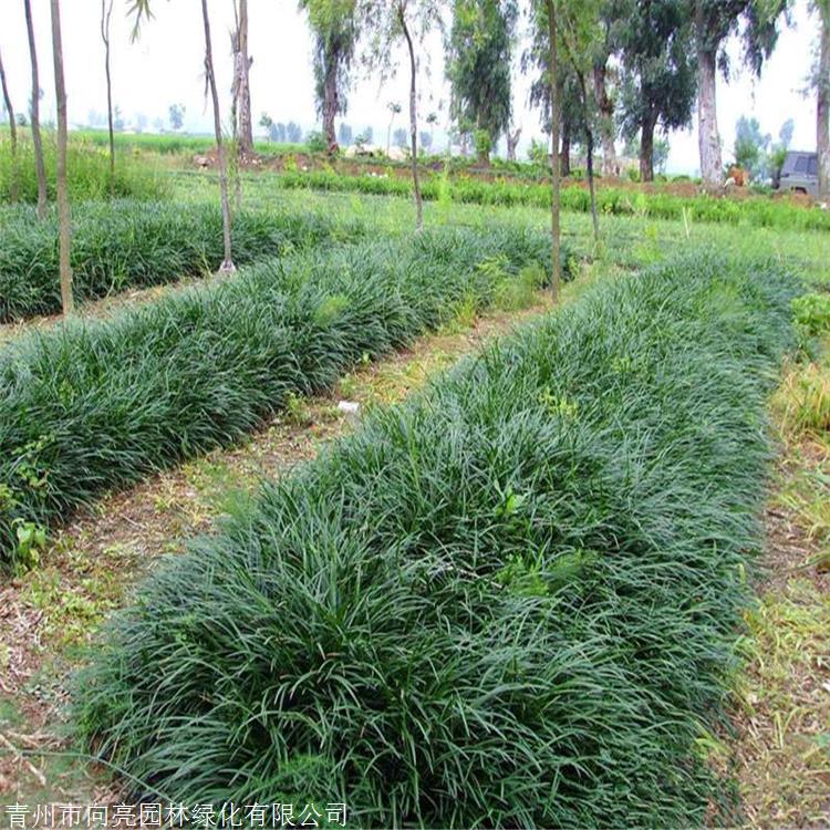 麦冬草苗向亮园林细叶麦冬草批发多年生草本植物