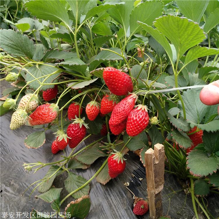 草莓苗 黔莓一号草莓苗 草莓苗供应基地