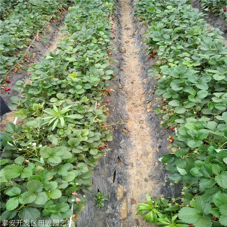 草莓苗 甜查理草莓苗 奶油草莓苗苗圃常年供应