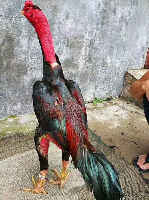 平南县批发斗鸡苗一批