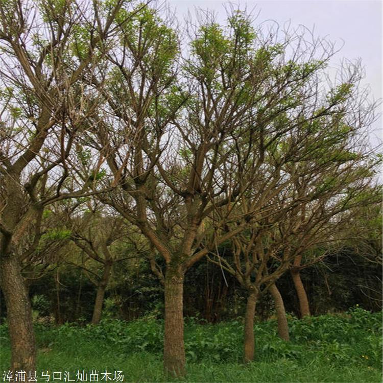牛角树 腊肠树地苗 大量园林绿化树供应