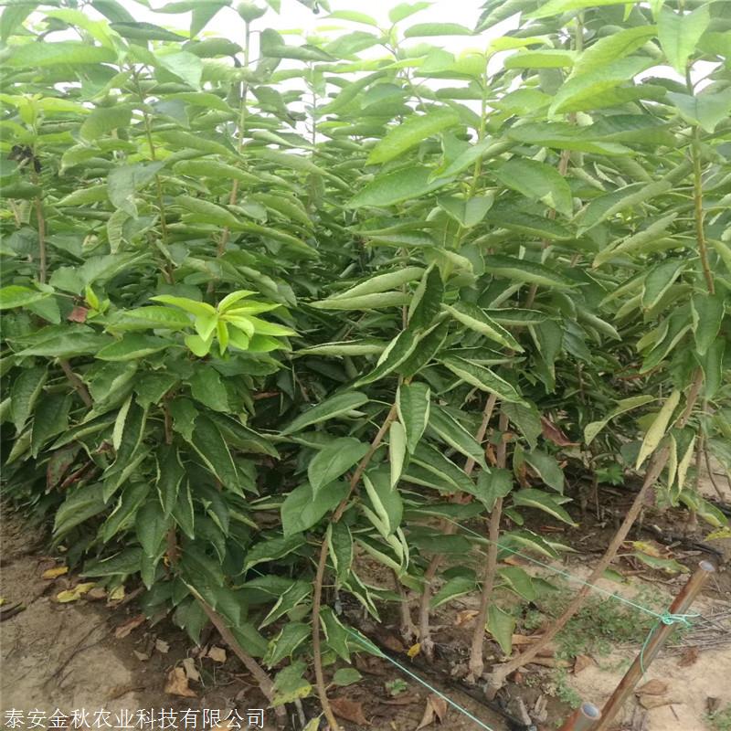 美早樱桃苗 布鲁克斯樱桃苗批发 黄蜜樱桃苗市场价格