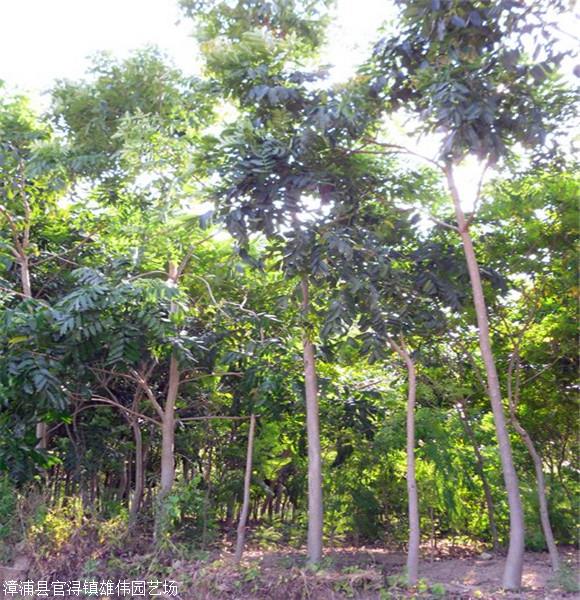 桃花心木地苗桃花心木价格自家苗圃优惠出售