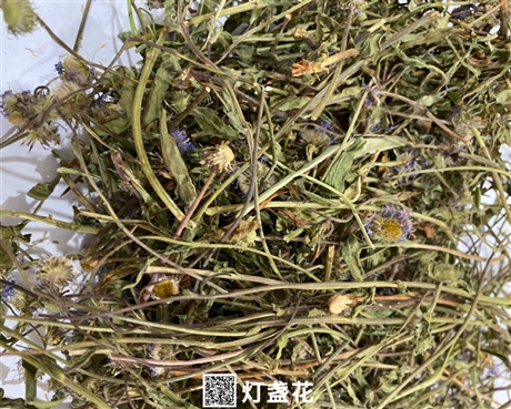 供应灯盏花灯盏花批发零售