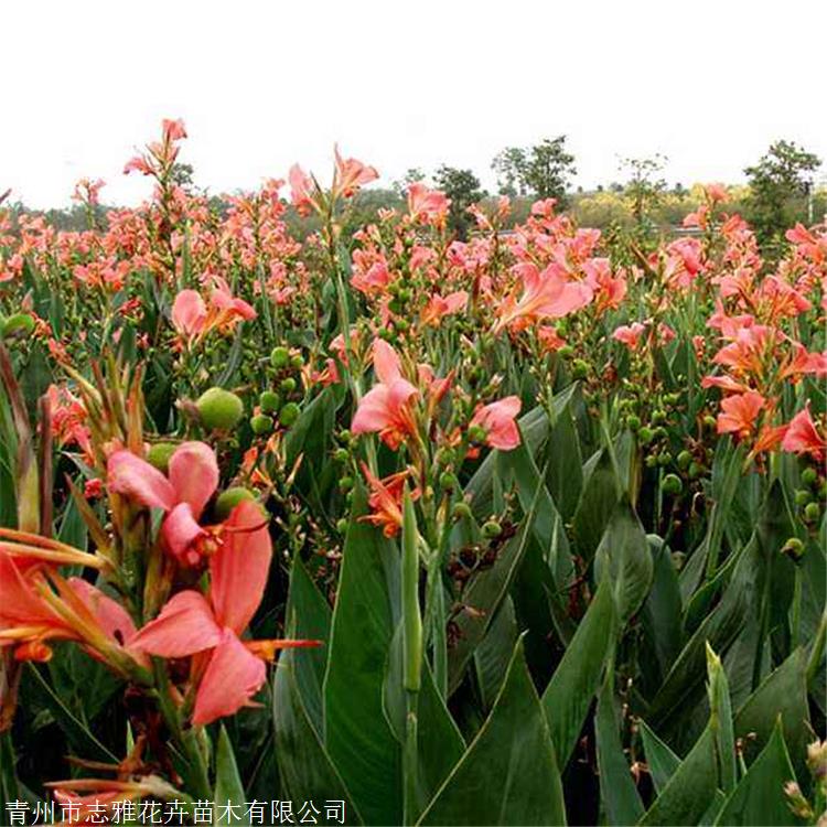 河南粉美人蕉培育基地 志雅花卉水生美人蕉