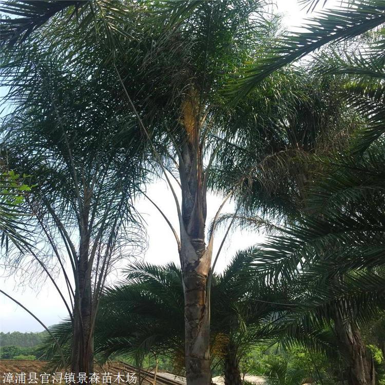 桑葵图片,山葵,扶桑花图片大全_大山谷图库