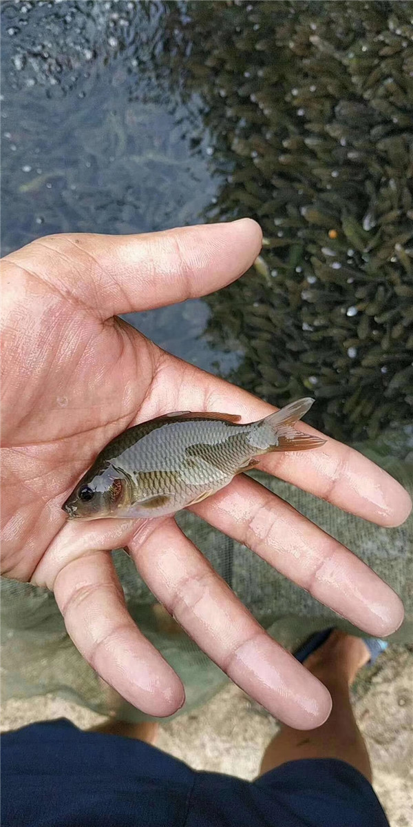 广西桂林禾花鱼苗养殖基地