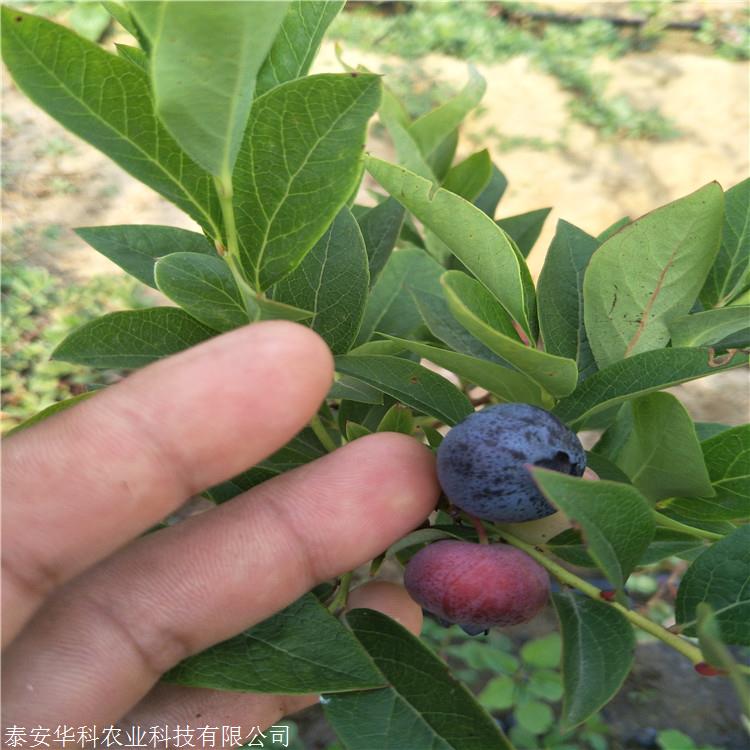 3年生北卫蓝莓苗 基地大量供应