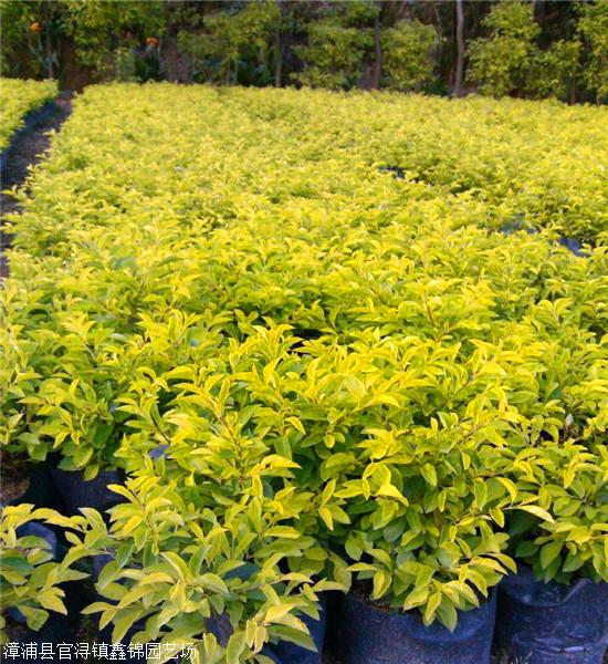 黄金叶小苗出售黄金叶地被植物精品黄金叶
