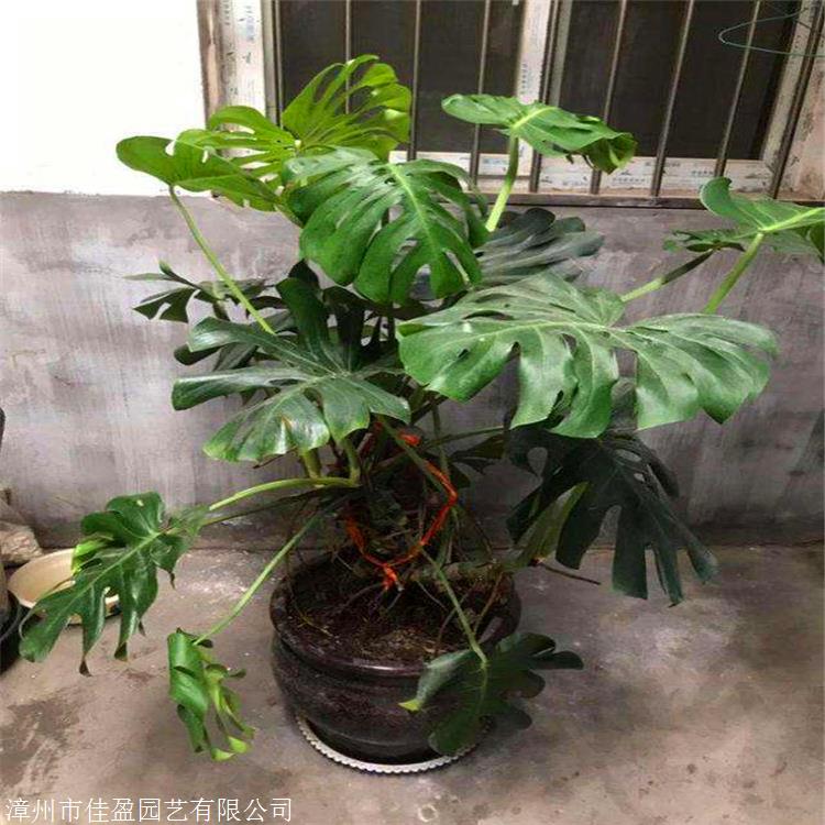 龟背竹批发云南龟背竹袋苗大量供应种苗
