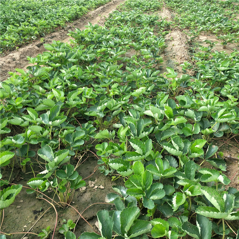 红颜99草莓苗价格天仙醉草莓苗品种图片奶油草莓苗基地