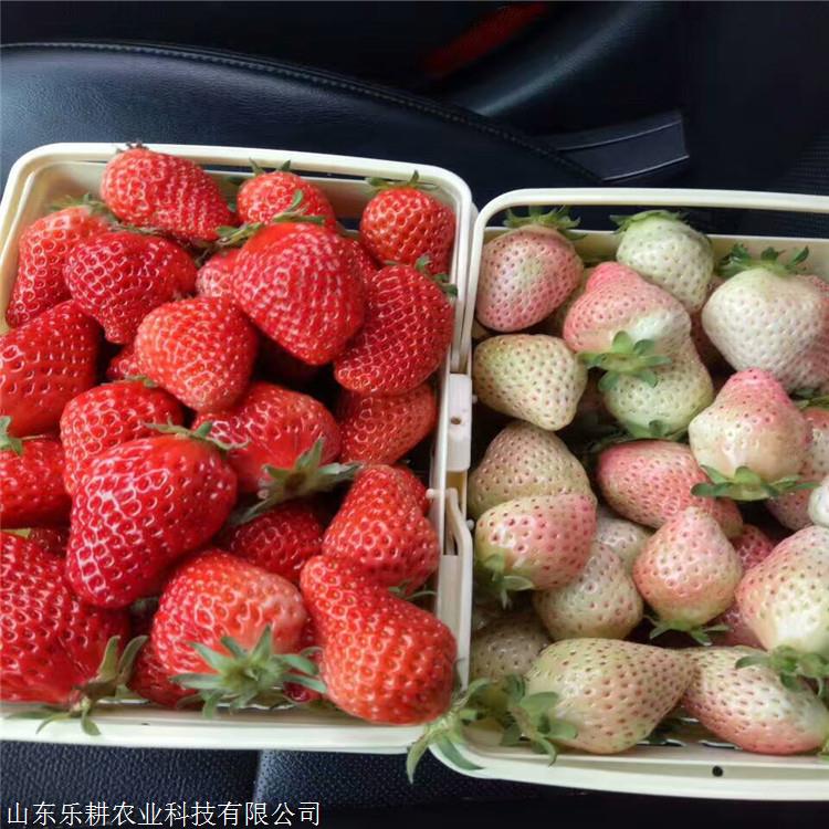 常年种植爱莎草莓苗乐耕农业全明星草莓苗草莓苗价格