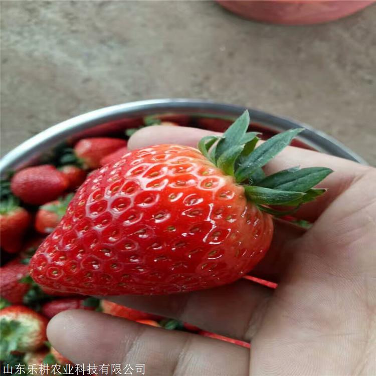 常年种植爱莎草莓苗乐耕农业全明星草莓苗草莓苗价格