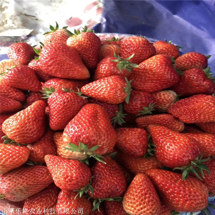 常年种植爱莎草莓苗乐耕农业全明星草莓苗草莓苗价格