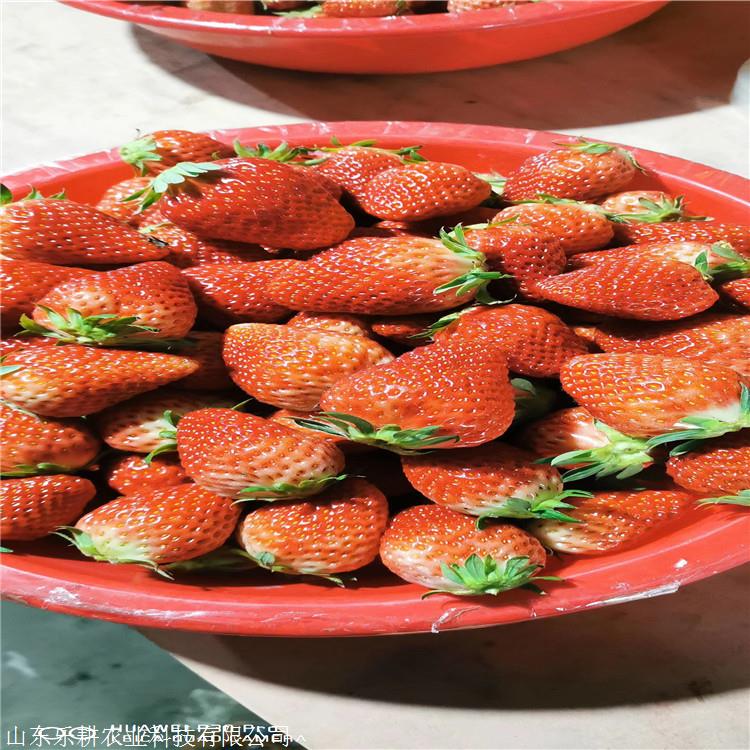 四叶一心的爱莎草莓苗 香蕉草莓苗空运火车发货 保证时效