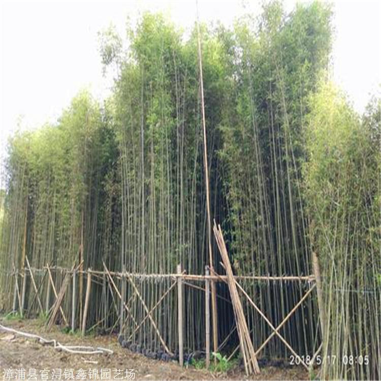 供应园林绿化刚竹 刚竹批发 观赏四季竹青竹毛竹