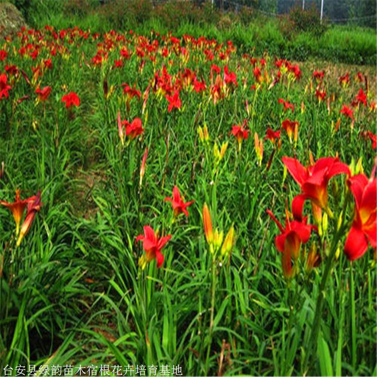 厂家发货红花萱草 绿韵花卉 裸根苗价格 可全国配送