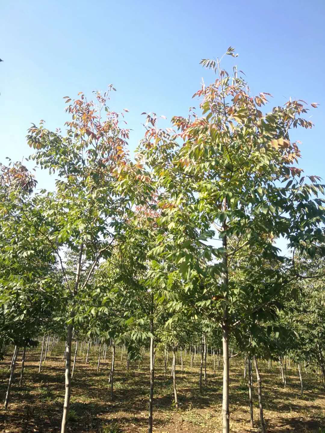 秋紫白蜡-秋紫蜡-秋紫白蜡种植基地-秋紫白蜡基地