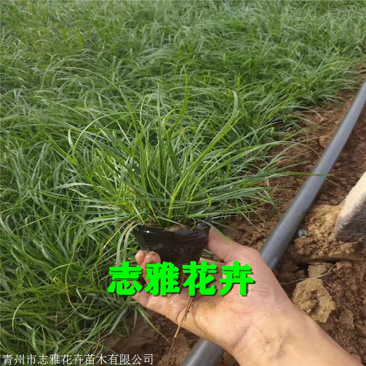 狼尾草苗 志雅花卉 山东狼尾草批发 观赏草苗 量大从优