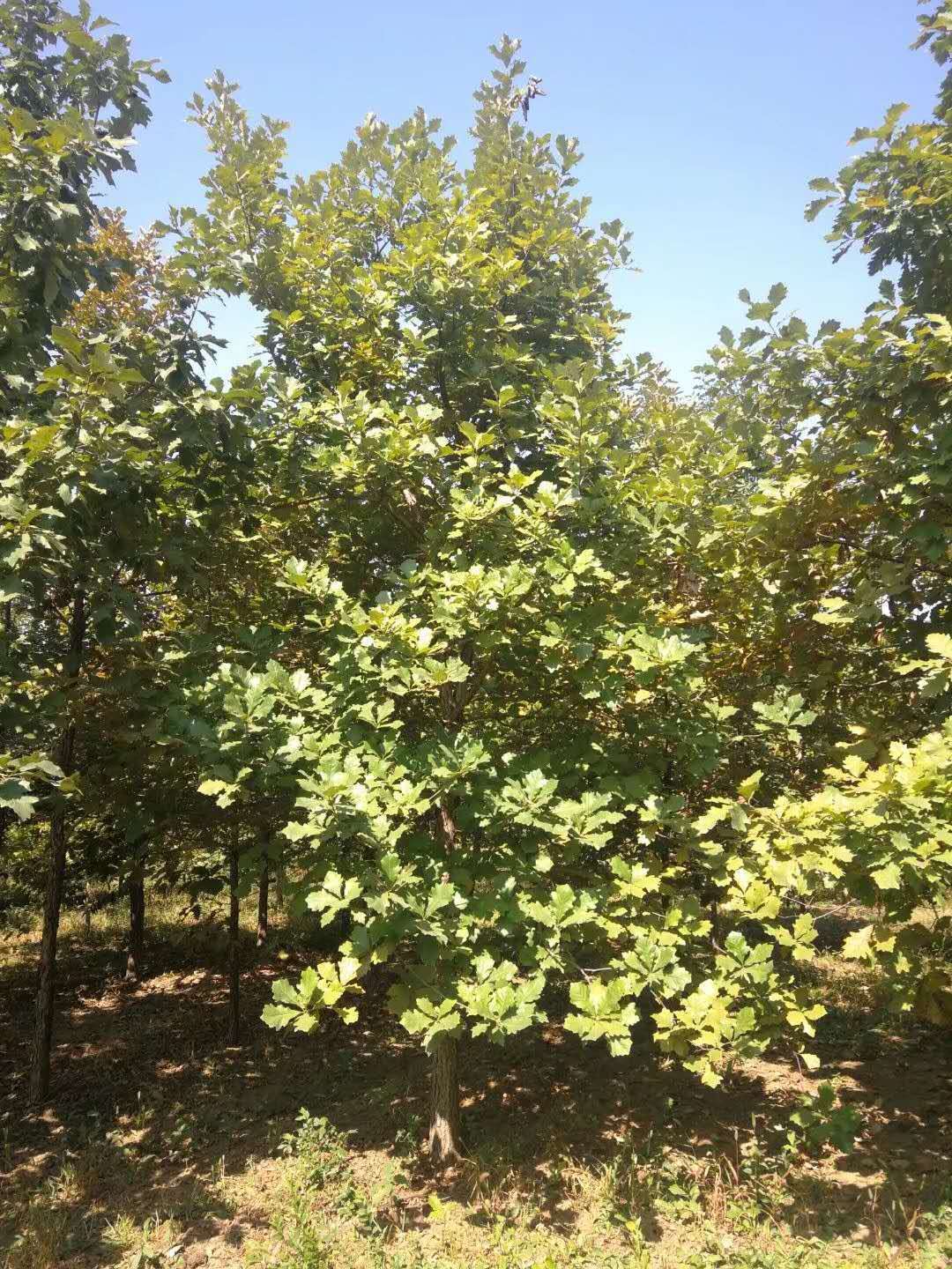 大果栎-大果栎苗木-白栎-大果栎供应种植基地-白栎哪里有售