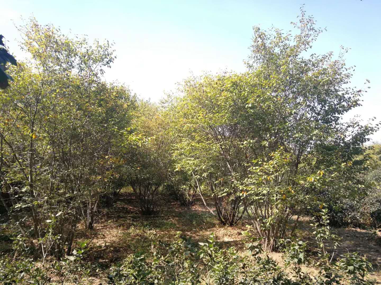 加拿大唐棣加拿大唐棣种植基地山东加拿大唐棣
