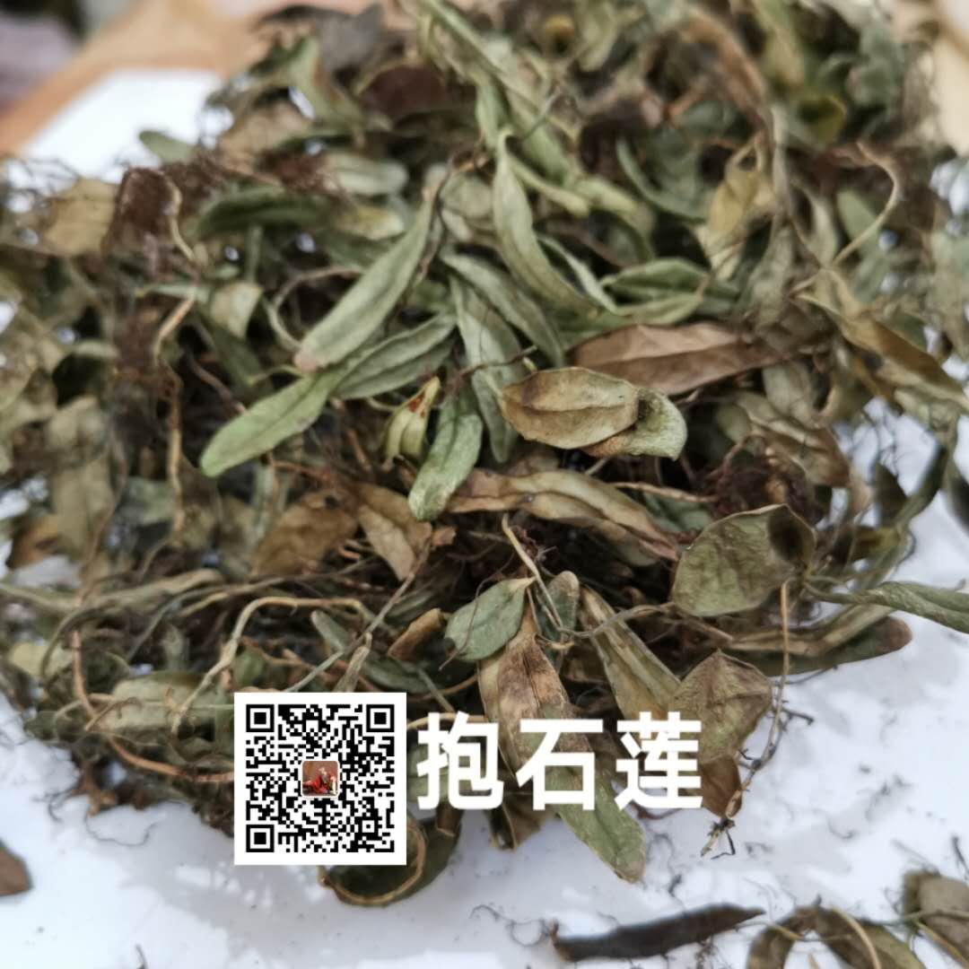 抱石莲价格抱石莲哪里买得到