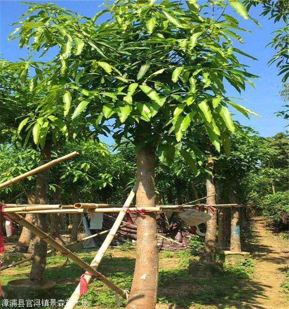 供应常绿乔木芒果树 芒果树价格 围砖假植芒果树