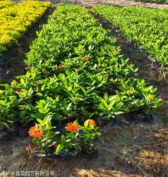 龙船花杯苗大叶龙船花价格自家苗圃出售